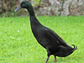 Mallard